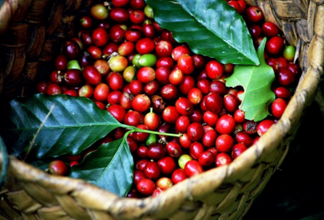 Cà phê Arabica đảo chiều tăng giá