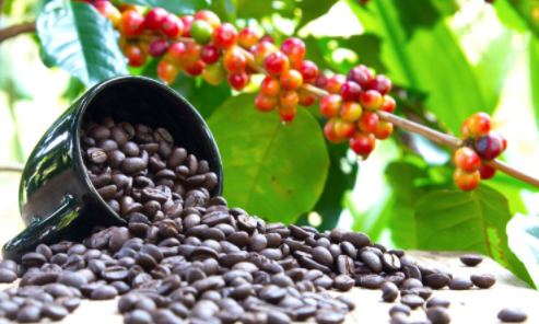 Giá cà phê đảo chiều tăng mạnh, Arabica lên cao nhất 1 tháng qua