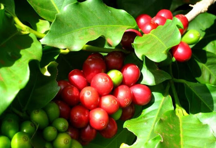 Giá cà phê biến động trái chiều, Arabica giảm xuống mức 203,3 US cent/lb