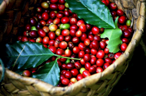 Giá cà phê biến động trái chiều, Arabica lấy lại đà tăng trong khi Robusta tiếp tục giảm nhẹ