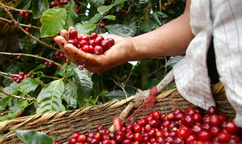 Duy trì đà tăng, cà phê Robusta đạt mức 2.462 USD/tấn