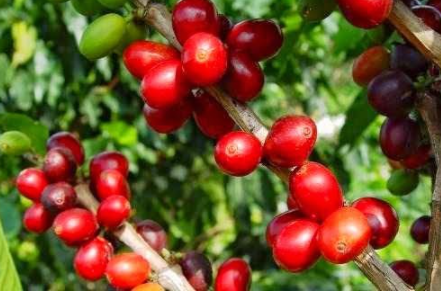 Giá cà phê biến động trái chiều, Robusta giảm trong khi Arabica bật tăng mạnh