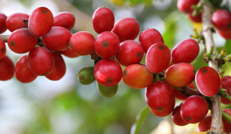 Giá cà phê tăng mạnh, Robusta đứt chuỗi giảm dài