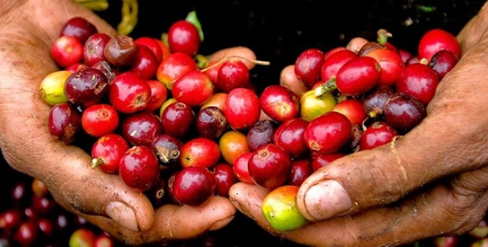 Cà phê Robusta tiếp tục xu hướng giảm mạnh