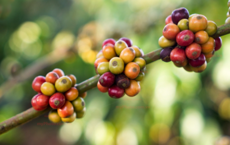 Cà phê thế giới tiếp đà đi lên, Arabica tăng khá tốt ở mức hơn 2%