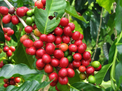 Cà phê Robusta tiếp đà giảm mạnh, Arabica đi lên với mức điều chỉnh nhẹ