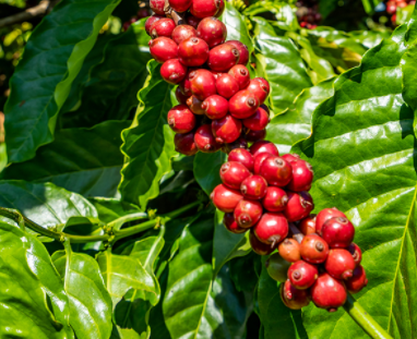 Cà phê Robusta nối dài nhịp giảm, Arabica vẫn còn yếu tố hỗ trợ cho đà tăng giá