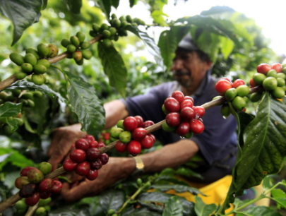 Cà phê thế giới tiếp tục trái chiều, trong khi Arabica tăng nhiều phiên liên tiếp thì Robusta chưa dừng đà giảm