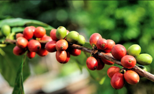 Giá cà phê tiếp tục đi xuống, đồng Reais mất giá khiến Arabica &#8216;lao dốc&#8217;