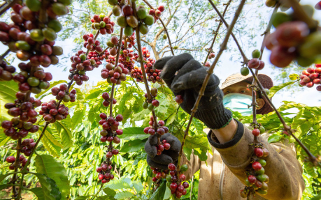 Cà phê thế giới biến động trái chiều, Robusta tiếp đà tăng mạnh, Arabica quay đầu giảm giá