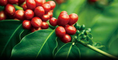 Giá cà phê biến động trái chiều, Arabica tăng trở lại nhờ thông tin thời tiết khô hanh tại các vùng trồng cà phê Brazil