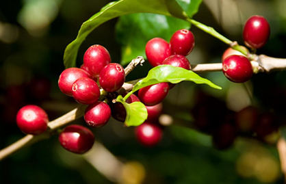 Arabica tiếp đà tăng đẩy giá cà phê trong nước chạm mốc 43.000 đồng