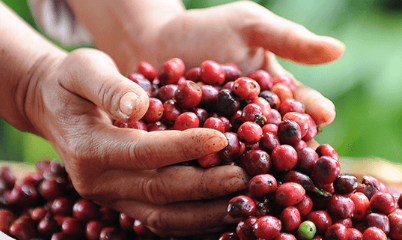 Cà phê Robusta nhích nhẹ chờ quyết định của Fed, Arabica tăng khá tốt do tồn kho giảm