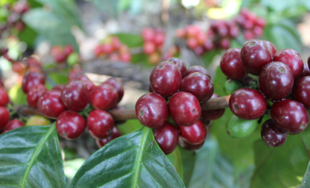 Thị trường cà phê đồng loạt tăng vọt, Robusta vượt mốc 2.000 USD