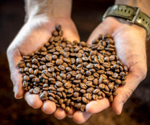 Thị trường cà phê điều chỉnh trái chiều, Robusta bật tăng mạnh trong khi Arabica duy trì nhịp giảm