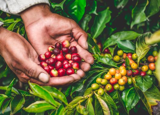 Giá cà phê Arabica hồi phục khi đồng USD &#8216;lao dốc&#8217;, Robusta ngược chiều giảm nhẹ do tồn kho tăng