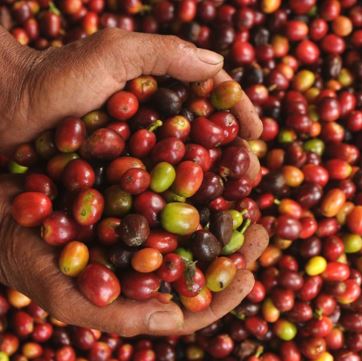 Cà phê Robusta tăng giá vì có yếu tỗ hỗ trợ, Arabica giảm trước &#8216;sức mạnh&#8217; của đồng USD