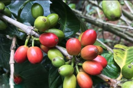 Thị trường cà phê biến động trái chiều, trong khi Robusta đảo chiều hồi phục mạnh thì Arabica vẫn trong xu hướng giảm