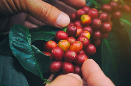 Tiếp đà giảm mạnh, cà phê Robusta lùi khỏi mốc 2.000 USD/tấn