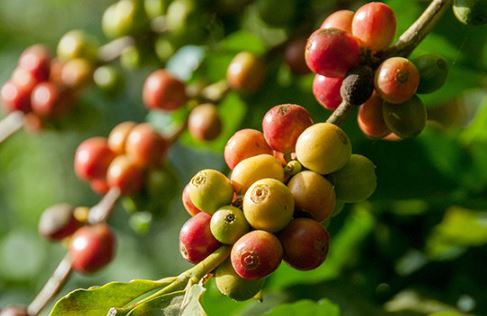 Dứt chuỗi giảm dài, thị trường cà phê hồi phục khi đồng USD &#8216;lao dốc&#8217;