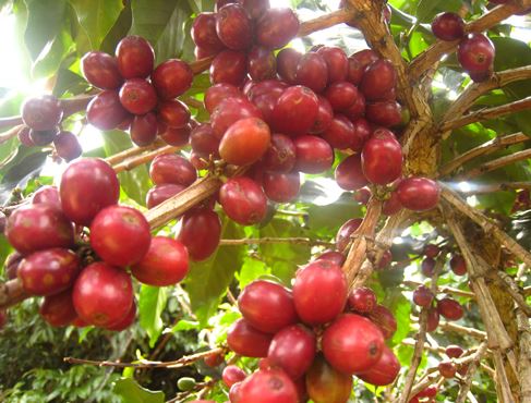 Thị trường cà phê chưa có dấu hiệu hồi phục, Arabica &#8220;lao dốc&#8221; với nhịp giảm gần 4,5%