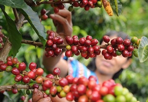 Thị trường cà phê biến động trái chiều sau nhiều phiên giảm liên tiếp, Robusta xuất hiện dấu hiệu hồi phục trong khi Arabica tiếp tục suy yếu