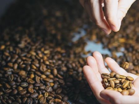 Chuỗi hai tuần tăng liên tiếp của thị trường cà phê đã bị thay thế bằng xu hướng giảm trong tuần vừa qua