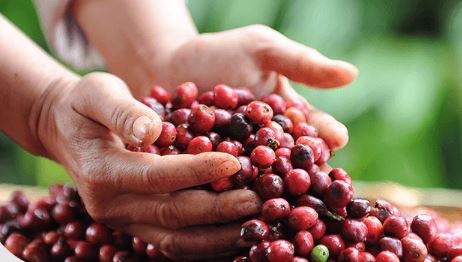 Tiếp đà khởi sắc, cà phê Arabica ghi nhận phiên tăng thứ tư liên tiếp, Robusta cũng đang có diễn biến hồi phục đầy tích cực