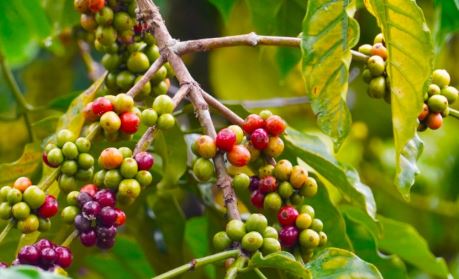 Cà phê Arabica giảm mạnh ngay trong phiên giao dịch đầu tiên sau nghỉ lễ