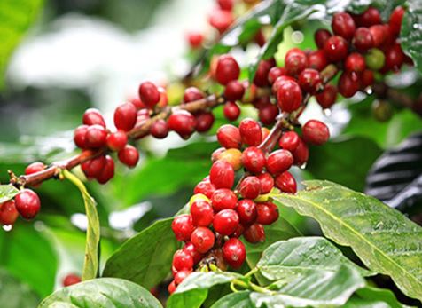 Cà phê Robusta &#8216;bốc hơi&#8217; 45 USD/tấn, đẩy giá trong nước trượt khỏi mốc 40.000 đồng