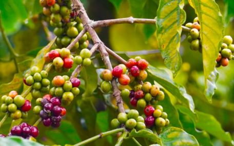 Cà phê Robusta tiếp đà khởi sắc trong khi Arabica tiếp tục mất giá