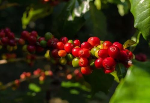 Sau tuần tăng tốt, cà phê Robusta quay đầu giảm nhẹ trong khi Arabica tiếp đà tăng khi Fed đã bắt đầu họp để quyết định về lãi suất