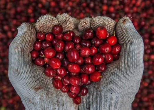 Tổng kết sau một tuần biến động, cà phê Robusta vẫn giữ được xu thế tăng trong khi Arabica quay đầu giảm nhẹ