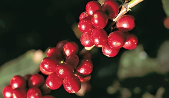 Xu hướng điều chỉnh trái chiều tiếp diễn trên hai sàn giao dịch cà phê kỳ hạn, trong nước vượt 48.000 đồng/kg